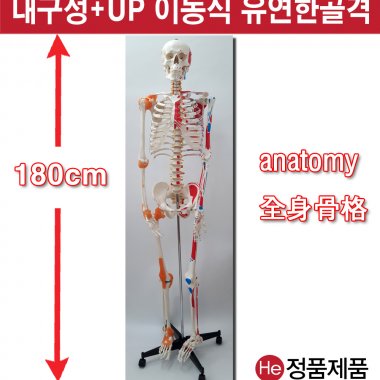 전신골격모형 근육인대포함 180cm (JR1001GG) 인체모형 척추 치아 해부도 신체 병원 아나토미 전시용 고관절 해부도 인체 요골 척골 세포 사이언스 치과치료 모레시계 척추만증 허리통증 요골 두개골 척골 뇌구조