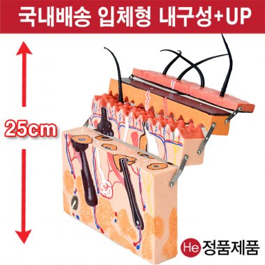 피부모형 입체형 확대 해부 3006JP 인체모형 사람인체구조 아나토미 뇌구조 대뇌 위모형 간모형 뇌모형 두개골 척추 인대 근육모형 인체해부도 뇌혈관 전신모형 동인형 뇌해부 인체모형 소형 사람인체구조 아나토미 위모형 간모형 뇌모형 두개골 척추 인대 근육모형 인체해부도 척골 요골 전신모형 동인형 경혈인형 손모형 발모형