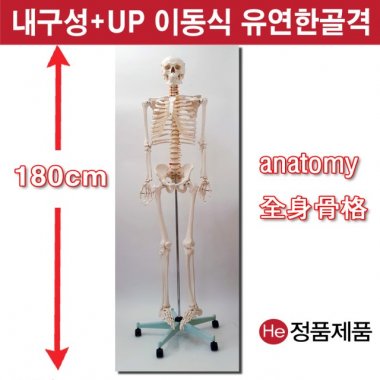 전신골격모형 180cm (1001GG) 인체모형 척추 치아 해부도 신체 병원 아나토미 전시용 고관절 해부도 인체 요골 척골 세포 사이언스 치과치료 모레시계 척추만증 허리통증 요골 두개골 척골 뇌구조