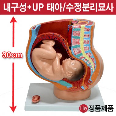 임신태아모형 8005JP 인체모형 사람인체구조 아나토미 뇌구조 대뇌 위모형 간모형 뇌모형 두개골 척추 인대 근육모형 인체해부도 뇌혈관 전신모형 동인형 뇌해부 인체모형 소형 사람인체구조 아나토미 위모형 간모형 뇌모형 두개골 척추 인대 근육모형 인체해부도 척골 요골 전신모형 동인형 경혈인형 손모형 발모형