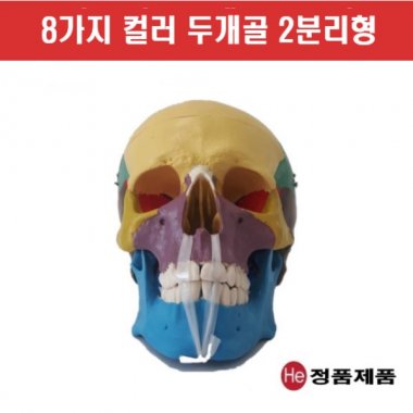 컬러표시 두개골모형(C1002GG) 고관절 할로윈데이 인체해부도 사람인체구조 인체모형 실험기기 치아모형 두개골 요골 척골 뼈모형 실습모형 머리모형 병원모형