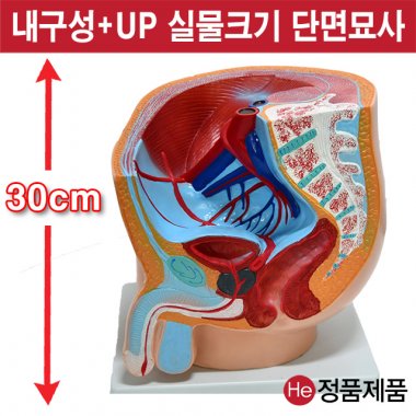 남성골반모형 5005JP 인체모형 사람인체구조 아나토미 뇌구조 대뇌 위모형 간모형 뇌모형 두개골 척추 인대 근육모형 인체해부도 뇌혈관 전신모형 동인형 뇌해부 인체모형 소형 사람인체구조 아나토미 위모형 간모형 뇌모형 두개골 척추 인대 근육모형 인체해부도 척골 요골 전신모형 동인형 경혈인형 손모형 발모형